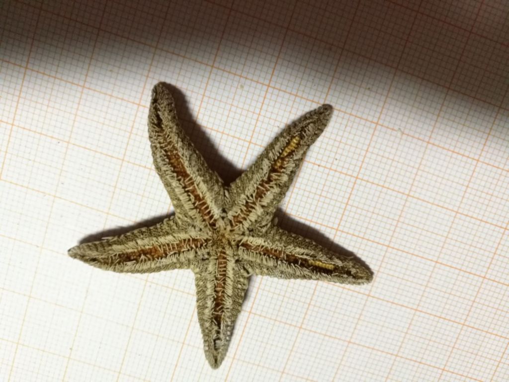 Astropecten spiaggiata nel Palermitano